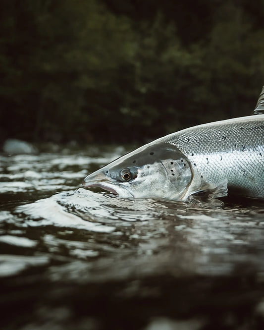 Norwegian Salmon Rips Centerpin off Reel